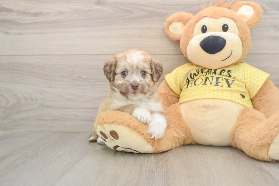 Petite Aussiechon Designer Pup