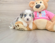 5 week old Aussiechon Puppy For Sale - Simply Southern Pups