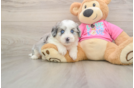 Best Aussiechon Baby