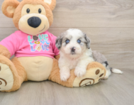 5 week old Aussiechon Puppy For Sale - Simply Southern Pups