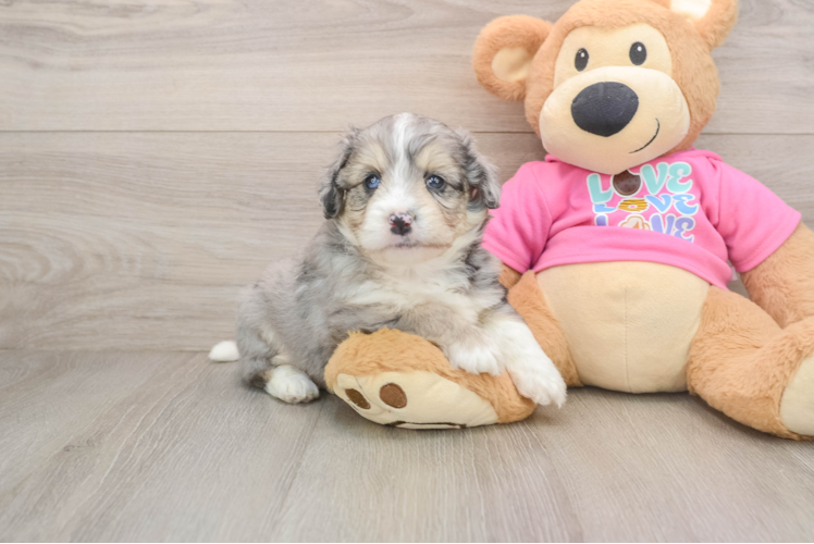Smart Aussiechon Designer Pup