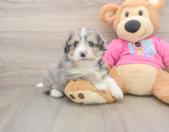 7 week old Aussiechon Puppy For Sale - Simply Southern Pups