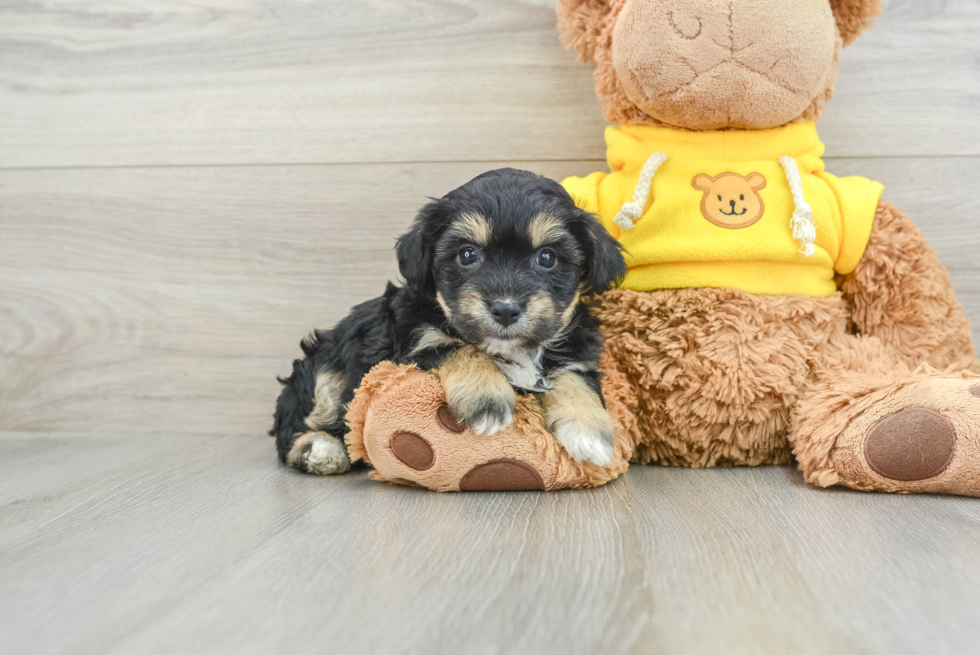 Aussiechon Puppy for Adoption