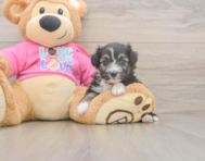 5 week old Aussiechon Puppy For Sale - Simply Southern Pups