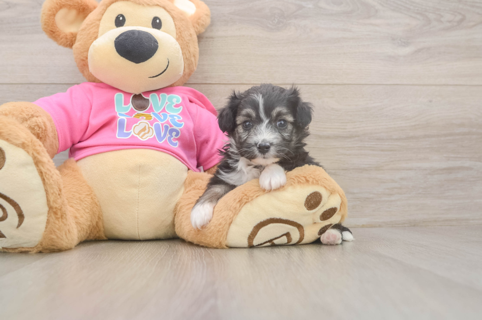 5 week old Aussiechon Puppy For Sale - Simply Southern Pups