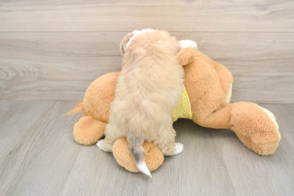Aussiechon Pup Being Cute