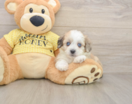 8 week old Aussiechon Puppy For Sale - Simply Southern Pups