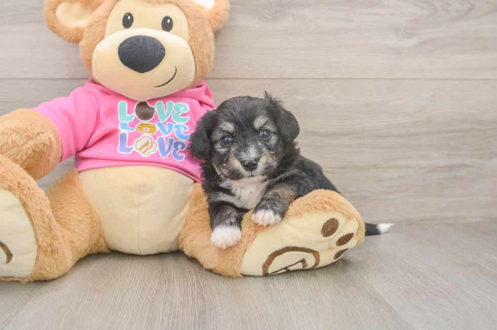 5 week old Aussiechon Puppy For Sale - Simply Southern Pups