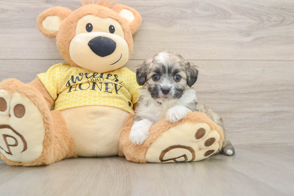 Energetic Aussie Bichon Designer Puppy