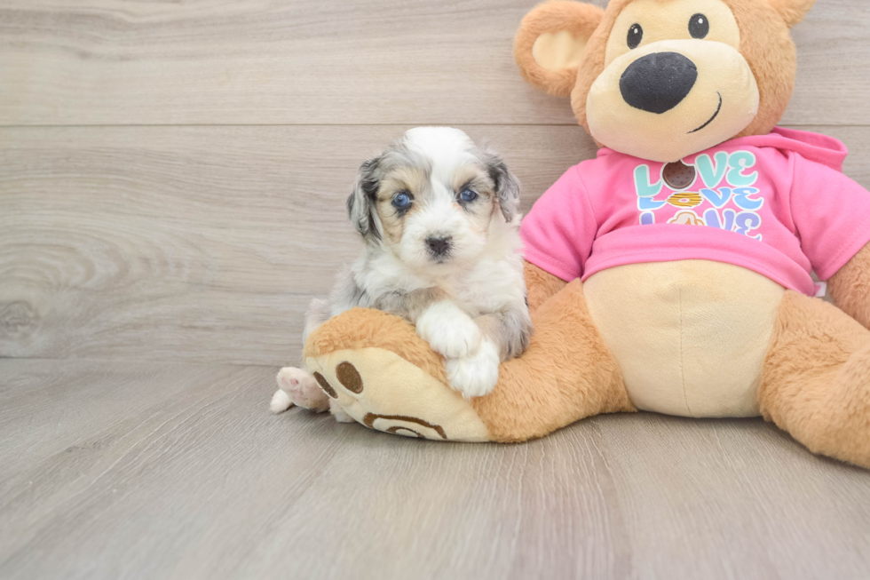 Playful Aussie Bichon Designer Puppy