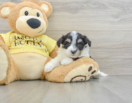 7 week old Aussiechon Puppy For Sale - Simply Southern Pups