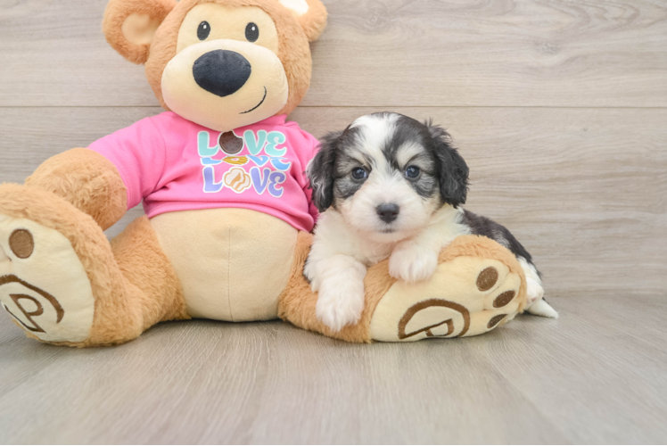 Sweet Aussiechon Baby