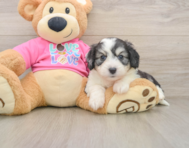 5 week old Aussiechon Puppy For Sale - Simply Southern Pups