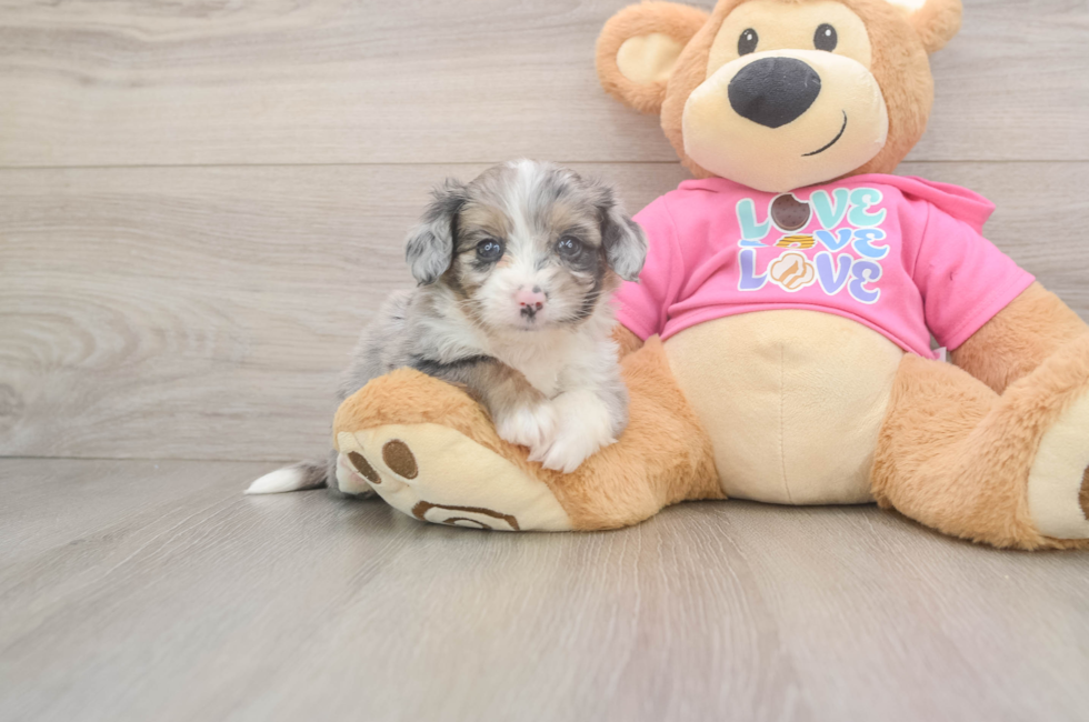 5 week old Aussiechon Puppy For Sale - Simply Southern Pups