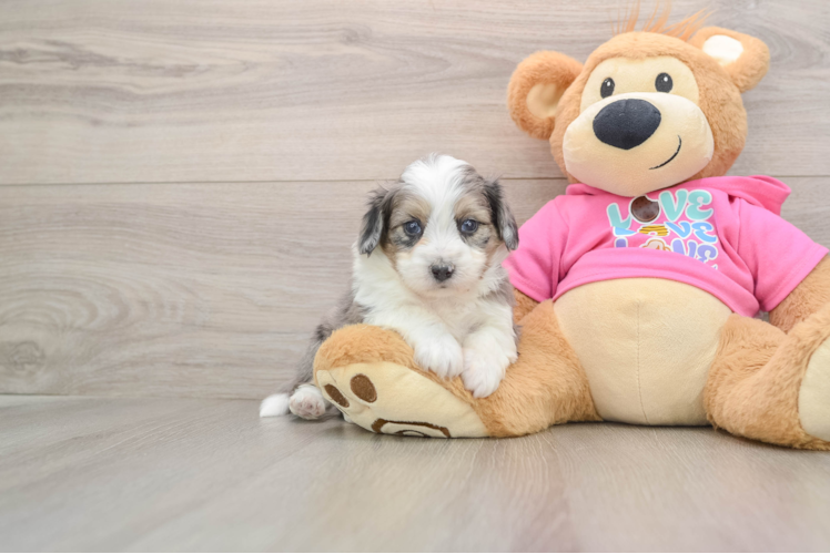 Energetic Aussie Bichon Designer Puppy