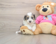 5 week old Aussiechon Puppy For Sale - Simply Southern Pups