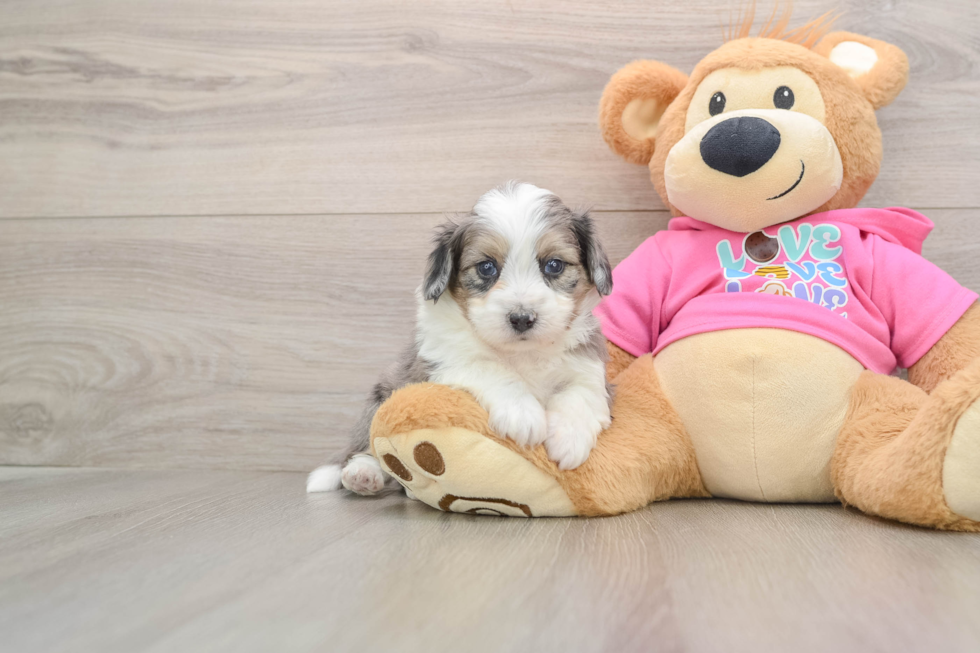 Energetic Aussie Bichon Designer Puppy