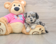5 week old Aussiechon Puppy For Sale - Simply Southern Pups