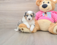 6 week old Aussiechon Puppy For Sale - Simply Southern Pups