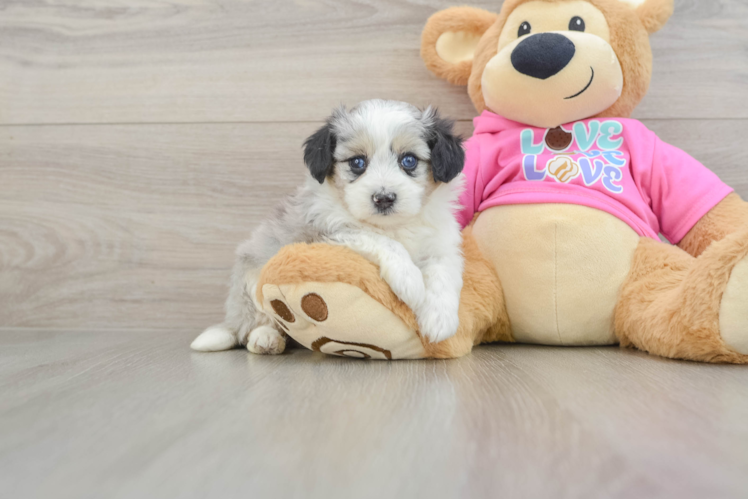 Petite Aussiechon Designer Pup