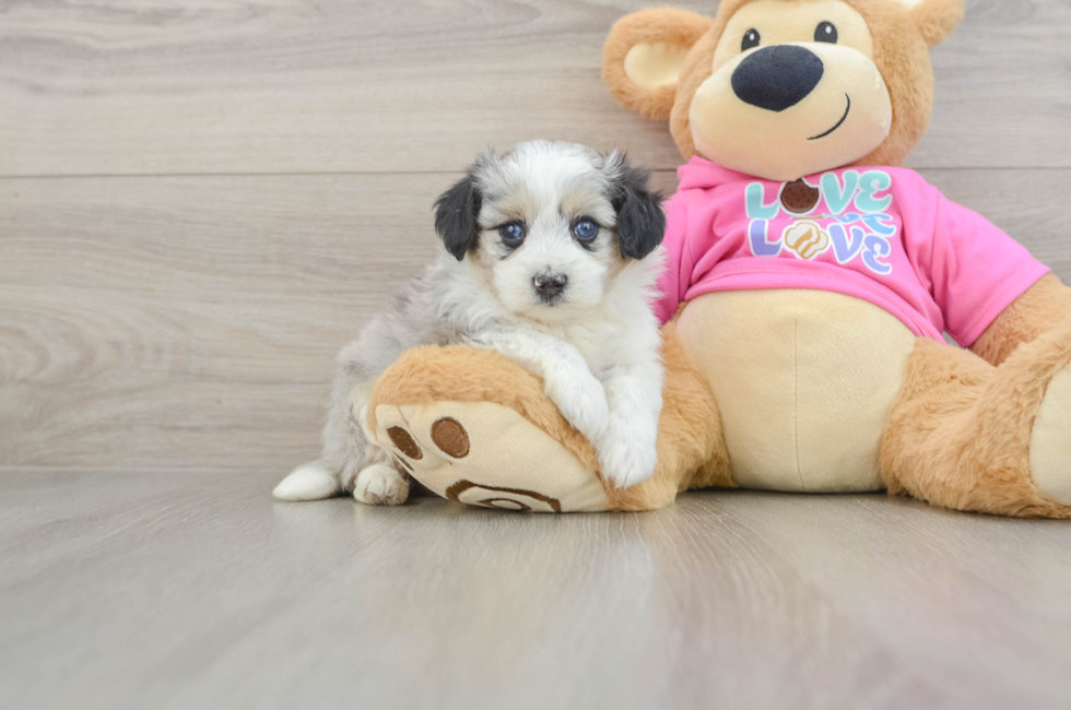 6 week old Aussiechon Puppy For Sale - Simply Southern Pups