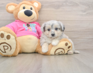 5 week old Aussiechon Puppy For Sale - Simply Southern Pups