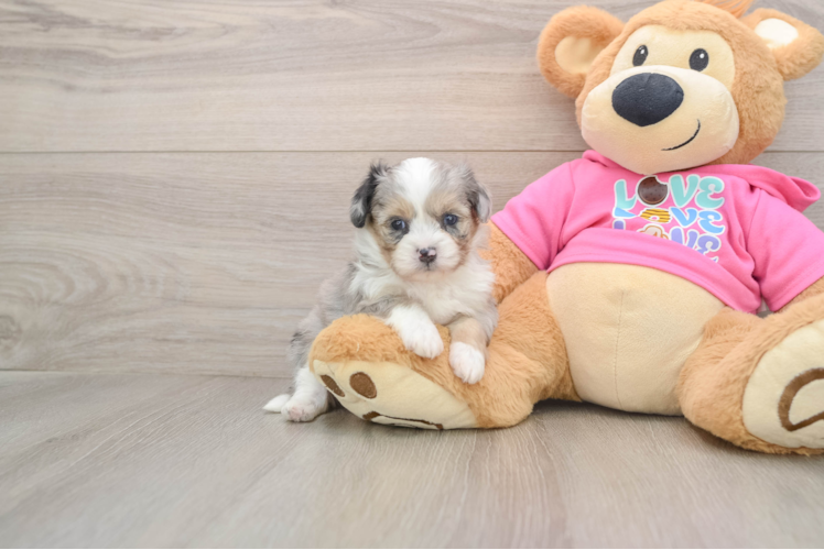Petite Aussiechon Designer Pup