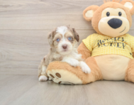 9 week old Aussiechon Puppy For Sale - Simply Southern Pups