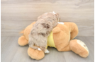 Smart Aussiechon Designer Pup