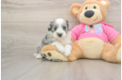 Aussiechon Puppy for Adoption