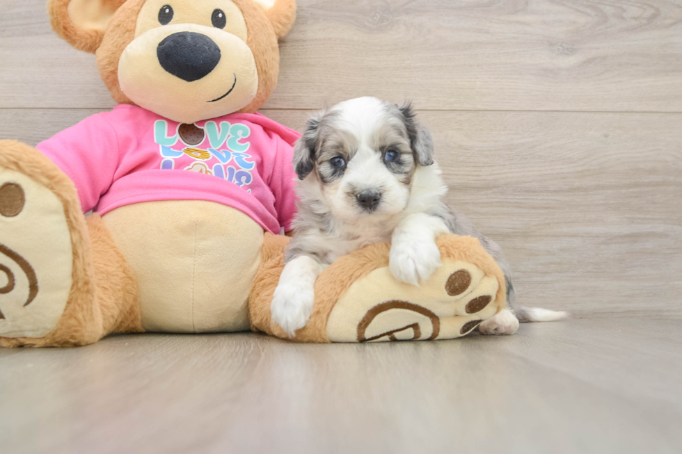 Playful Aussie Bichon Designer Puppy