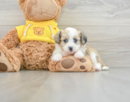 8 week old Aussiechon Puppy For Sale - Simply Southern Pups