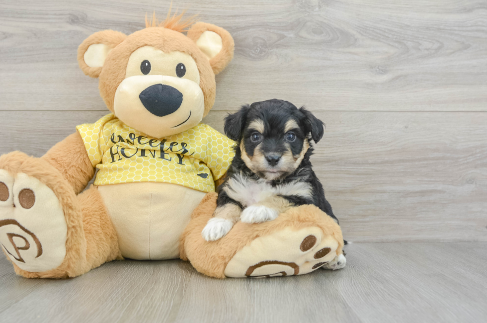 5 week old Aussiechon Puppy For Sale - Simply Southern Pups