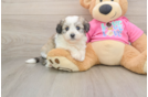 Funny Aussiechon Designer Pup
