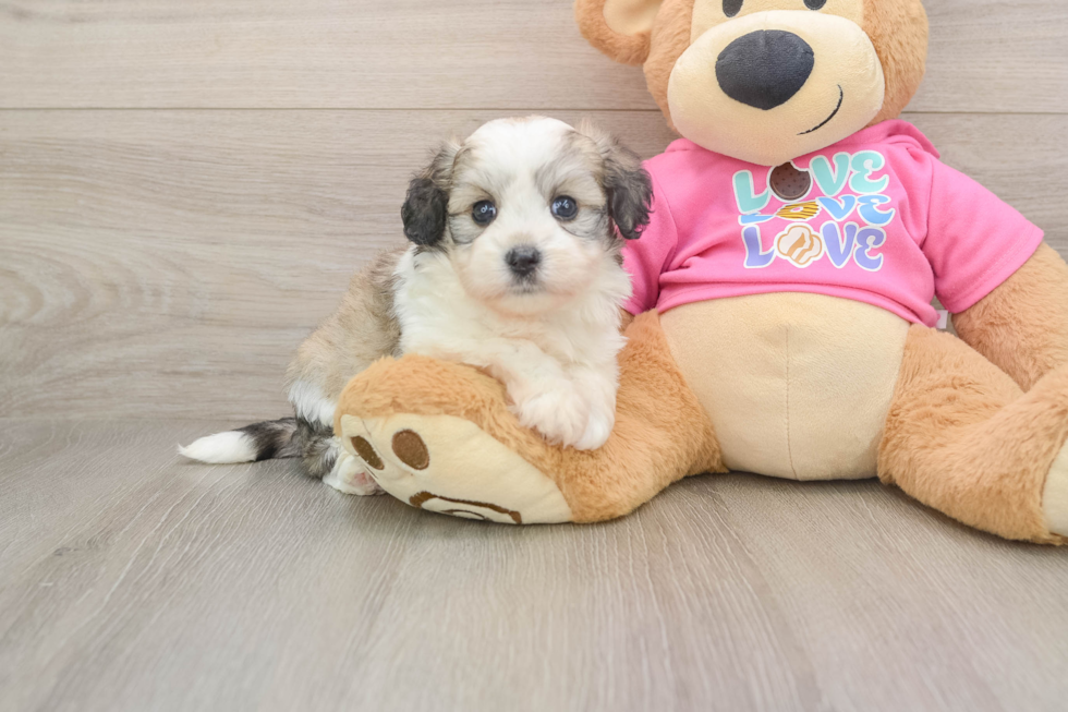 Funny Aussiechon Designer Pup