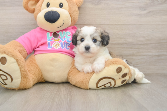 Funny Aussiechon Designer Pup