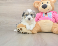 6 week old Aussiechon Puppy For Sale - Simply Southern Pups