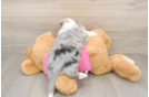 Sweet Aussiechon Baby