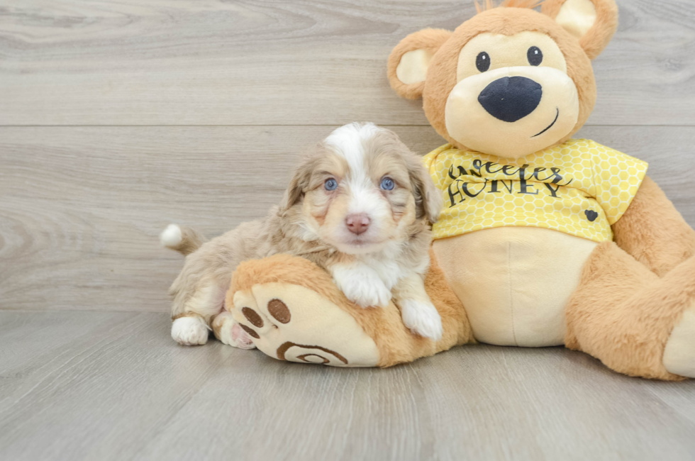 5 week old Aussiechon Puppy For Sale - Simply Southern Pups