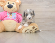 5 week old Aussiechon Puppy For Sale - Simply Southern Pups