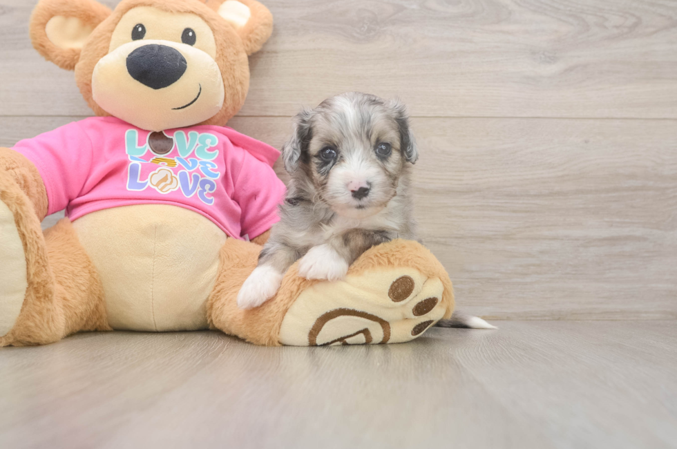 5 week old Aussiechon Puppy For Sale - Simply Southern Pups