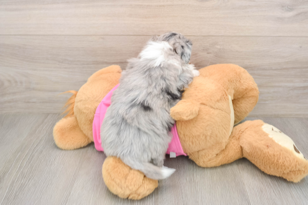 Aussiechon Pup Being Cute