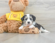 6 week old Aussiechon Puppy For Sale - Simply Southern Pups