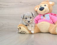 5 week old Aussiechon Puppy For Sale - Simply Southern Pups