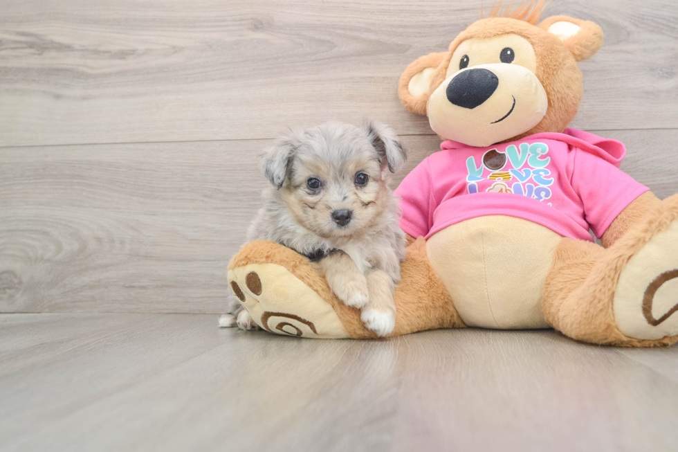 Aussiechon Pup Being Cute
