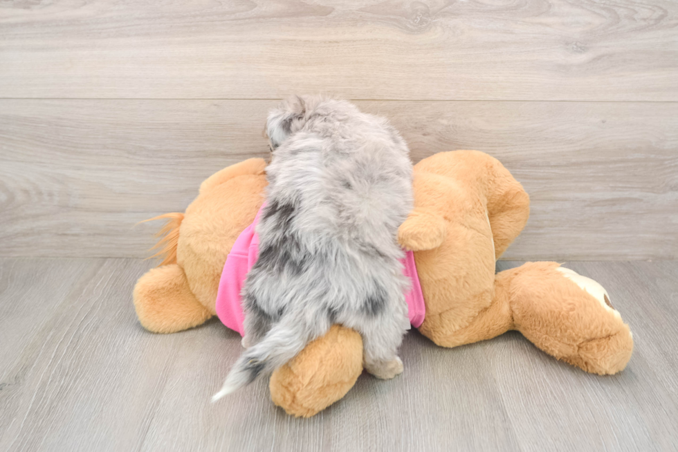 Aussiechon Puppy for Adoption