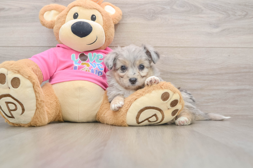 Friendly Aussiechon Baby