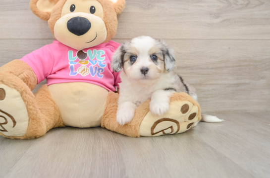 Small Aussiechon Baby