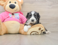 6 week old Aussiechon Puppy For Sale - Simply Southern Pups