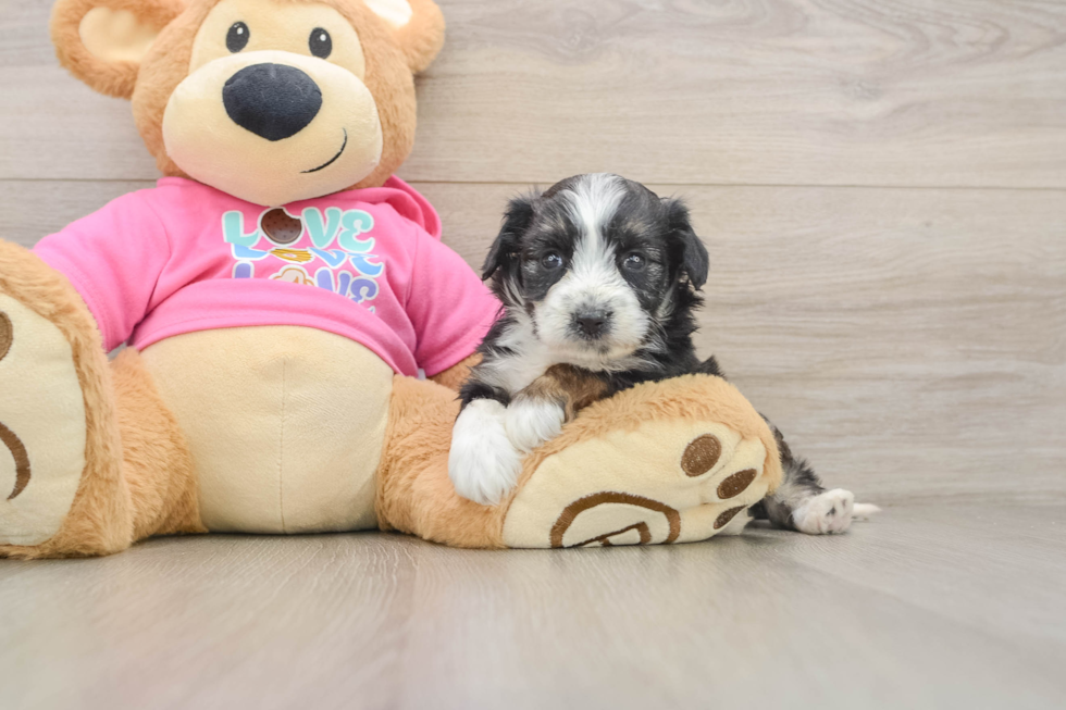 Hypoallergenic Aussie Bichon Designer Puppy